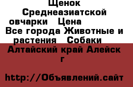 Щенок Среднеазиатской овчарки › Цена ­ 35 000 - Все города Животные и растения » Собаки   . Алтайский край,Алейск г.